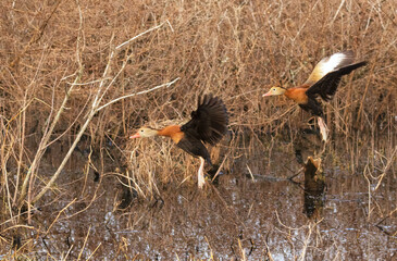 Black-bellied whistling duck flying over lake, Texas