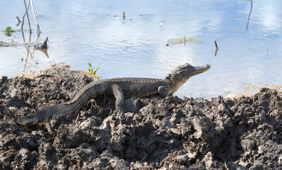 American alligator (Alligator missisipiens) on a blue water background 