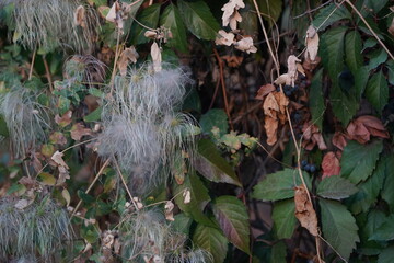 Different grass and shrubs growing in mountainous areas