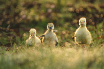 gosling goose or duck family in spring, small baby bird animal in wild nature, group of young cute yellow fluffy feather water bird using beak on green grass, mother using wing for a chick
