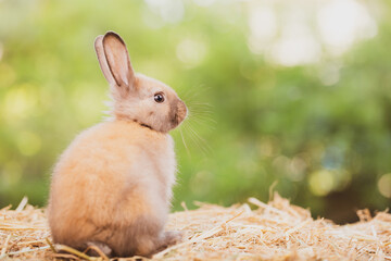 Pet portrait of brown cute rabbit sitting on green grass with blurry nature background, Lovely action of young rabbit, Adorable little pet at home concept