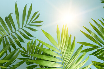 Green Palm tree leaf on a blue background. Tropical leaves on a blu backdrop, copy space