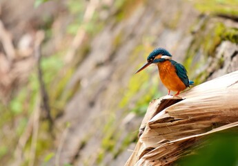 Vibrant kingfisher perched on a branch in Thekkadi Kerala staring intensely at a future prey