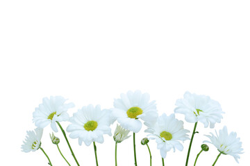 White chamomile or daisy flowers on a transparent background. Design elements for banner or card Valentine's Day, Mother's Day, Women's Day, Birthday, Spring, Summer floral background. PNG