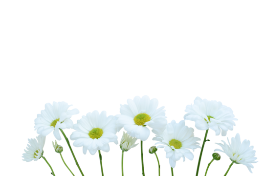 White chamomile or daisy flowers on a transparent background. Design elements for banner or card Valentine's Day, Mother's Day, Women's Day, Birthday, Spring, Summer floral background. PNG