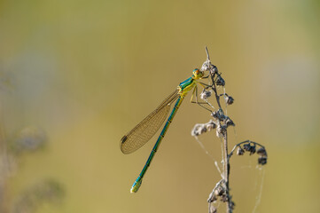 Dragonfly Insect Sitting on Plant Macro