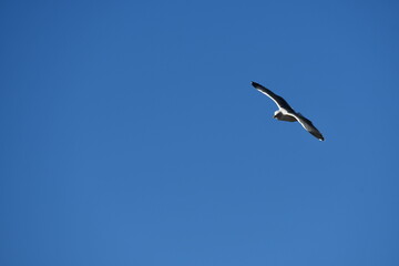 Seagull in flight with bright blue background.