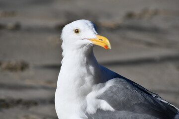 Hungry seagull begs for food.