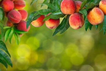 peaches growing on tree branch in garden on green blurred background