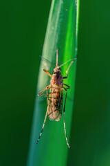 Encephalitis, Yellow Fever, Malaria Disease or Zika Virus Infected Culex Mosquito Parasite Insect Macro on Green Background