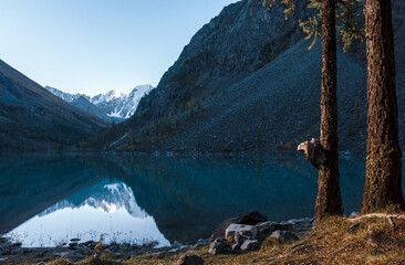 The shore of Lake Shavlinskoe among the mountains with reflection of the peaks with glaciers and snow in Altai next to the tree on the right of the frame.