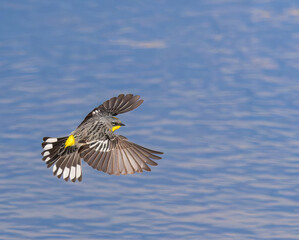 A Yellow-rumped Warbler hunts for insects from mid-air