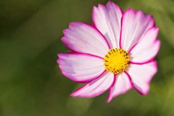 Close up cosmos flower