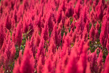 Beautiful red flower field