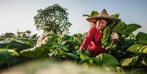 Foto op Canvas Female Farmer working agriculture in tobacco fields © Johnstocker