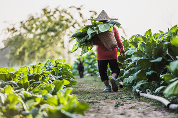 Female Farmer working agriculture in tobacco fields