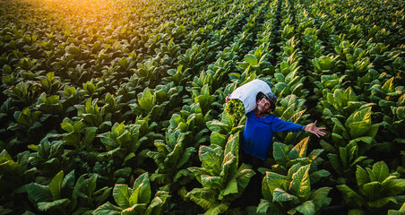 Asian male farmer working with agriculture in the tobacco plantation
