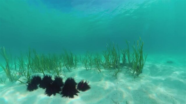 Sea urchins on the sandy bottom in clear crystal water. Sea urchin Echinothrix diadema.