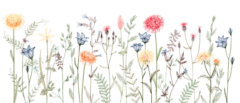 watercolor drawing wild plants, field flowers, hand drawn illustration, floral background