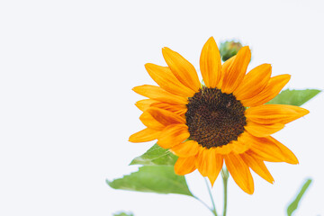 Flor de girasol color naranja y amarillo.