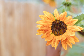 Girasol color naranja.