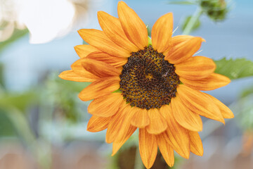 Girasol de color naranja.