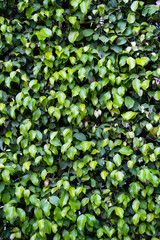 Evergreen hedge plants surface. Natural wall plants background.