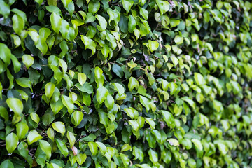 Evergreen hedge plants surface. Natural wall plants background.