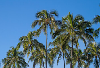 Fototapeta na wymiar Coconut Palm Grove Against Blue Sky in Hawaii.