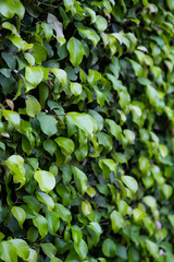 Evergreen hedge plants surface. Natural wall plants background.