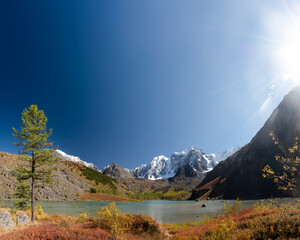 Panorama of Lake Shavlinskoe with a tree among the mountains with tongues, glaciers and snow in Altai in the rays of the sun during the day. Peaks Dream, Fairy Tale and Beauty.