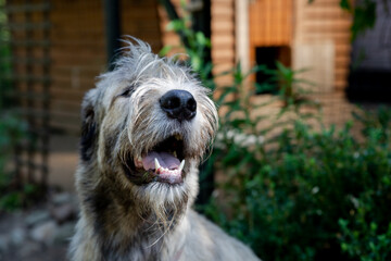 Portrait of an Irish wolfhound on a blurred green background. A large gray dog looks forward with interest. Selective focus image.dog outdoors on a sunny day.