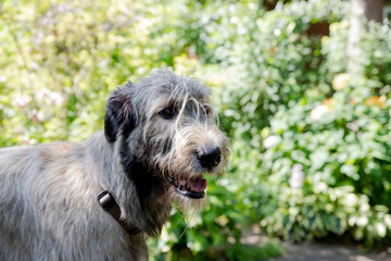 Portrait of an Irish wolfhound on a blurred green background. A large gray dog looks forward with...