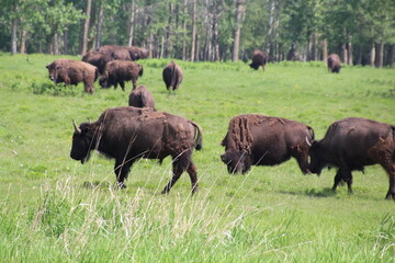 bison in park