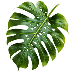leaf08 swiss cheese leaf leaves plant nature foliage stalk green tree transparent background cutout