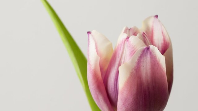 Timelapse of Pink Tulip flowers blossoming.