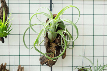 air plant decorated on woods