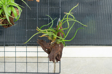 air plant decorated on woods