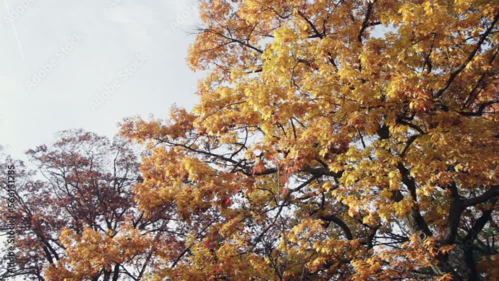 Poster close up shot of an oak tree. orange trees in the autumn and fall swaying in the wind.