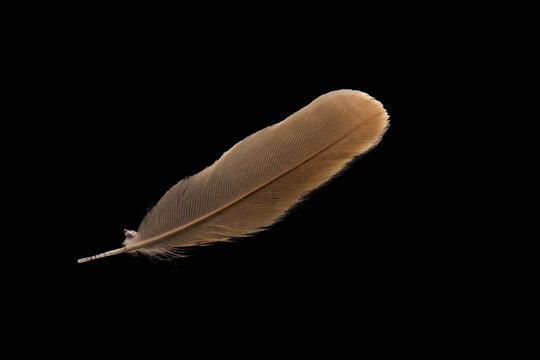 Brown Feather Images – Browse 782,821 Stock Photos, Vectors, and Video