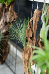air plant decorated on woods
