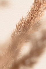 Dry flower of bulrush, pampas grass on a beige background, selective focus. Beautiful grass,...