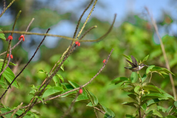 Colibrí Garganta Rubí (Archilochus colubris) © Sergio