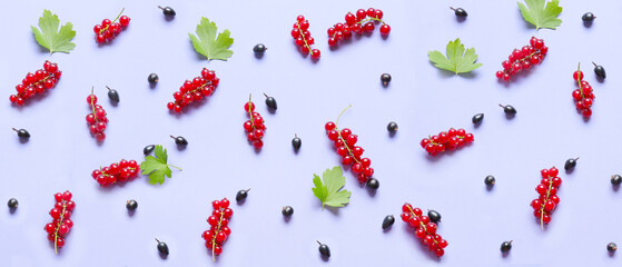 Red and black currant with green leaves on lilac background. Pattern for design