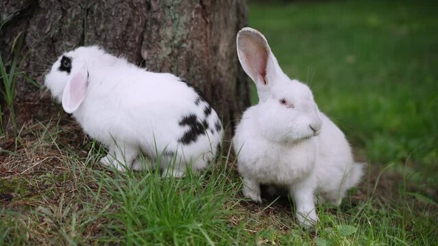 Two cute fluffy long-eared white rabbits are sitting near tree trunk, nibbling and eating green grass, handheld shot. Lop-eared rodent and domestic albino jump, walk freely on green lawn, close-up.