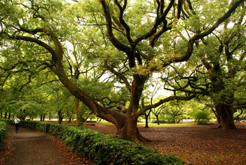 Amazing large trees and a walking path in the park in Japan