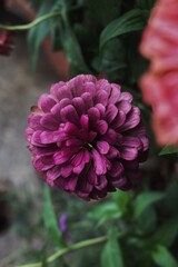 pink flower in garden