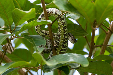 Eine Costa-Rica-Stülpnasenotter sonnt sich in einem Baum im Dschungel von Costa Rica