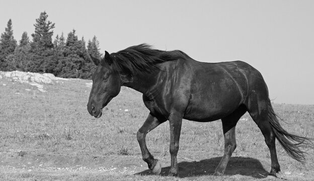 Black Stallion wild horse on mountain ridge on Pryor Mountain in Wyoming United States - black and white