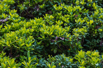 Obraz premium Close-up of a beautiful fresh bush branch with green leaves